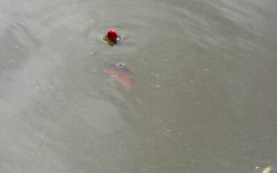 Journée de pèche